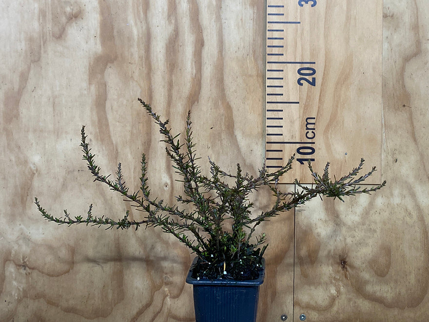 25x Low Growing Native Combo - $4.99 each