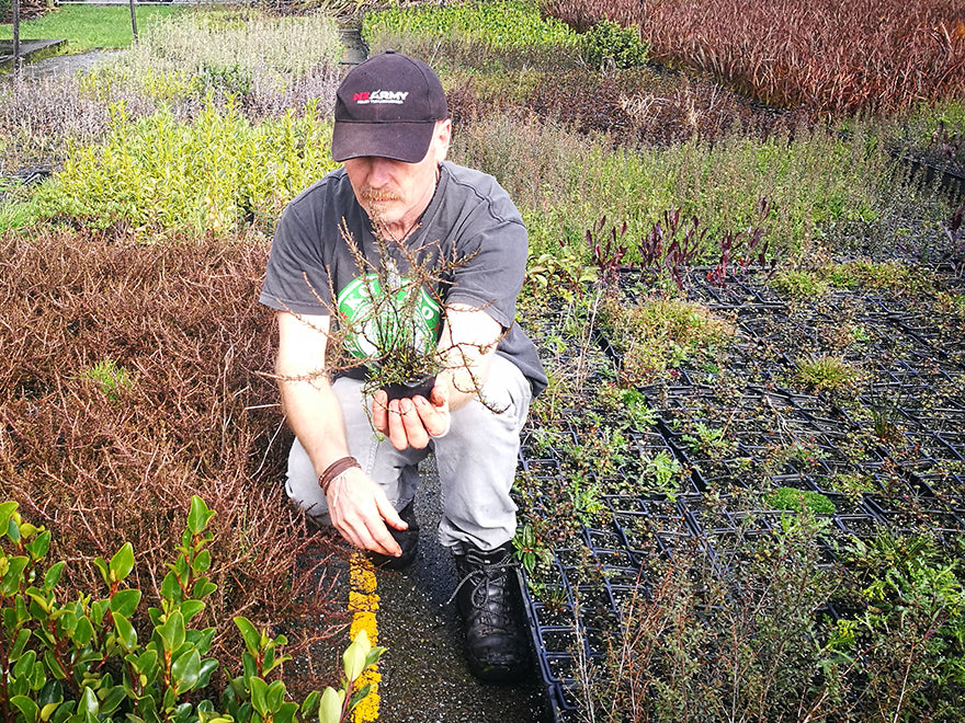 100x Coprosma Brunnea - $2.99 each