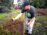 25x Coprosma Brunnea - $4.99 each