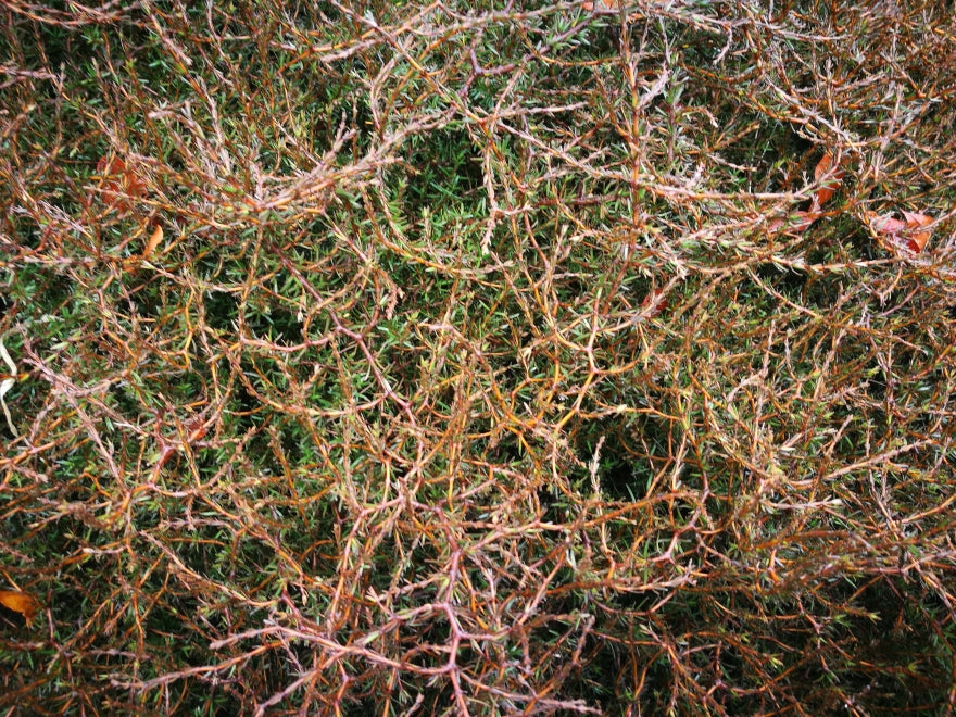 5x Coprosma Brunnea - $2.99 each