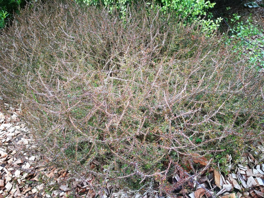 25x Coprosma Brunnea - $2.99 each