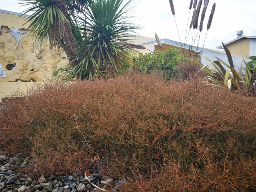 Coprosma Brunnea