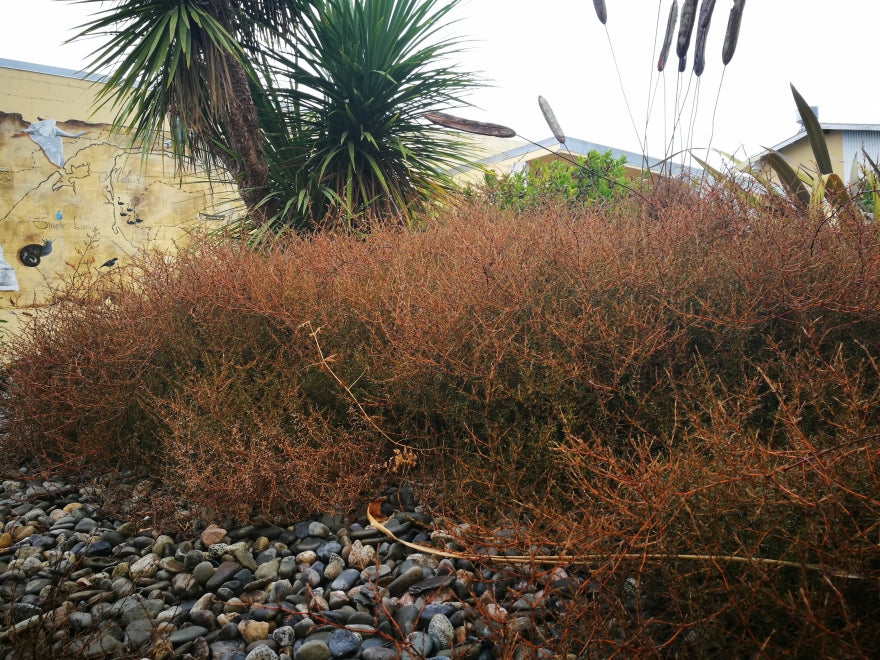 100x Coprosma Brunnea - $2.99 each