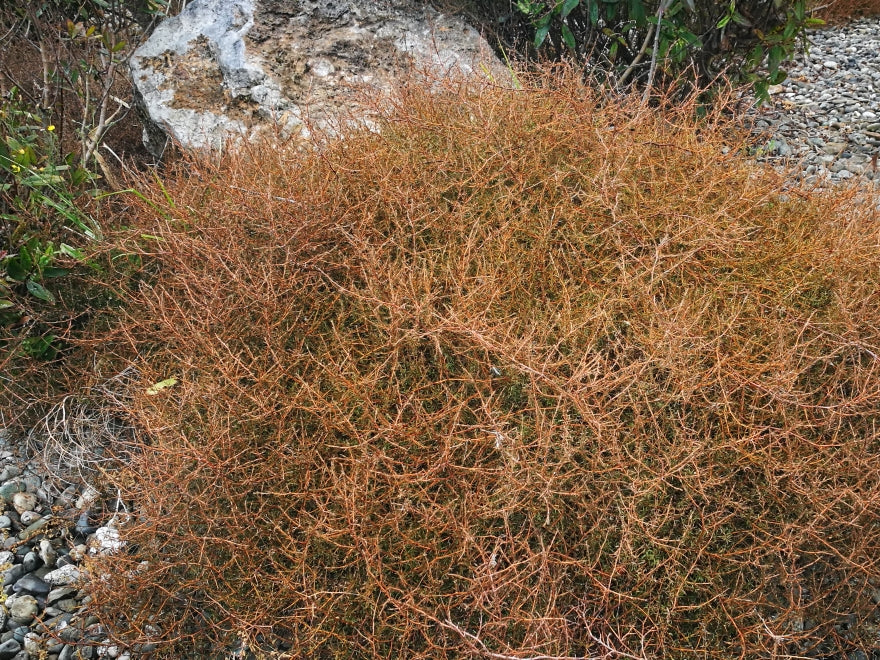 Coprosma Brunnea