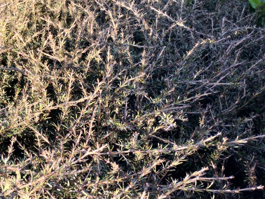 100x Coprosma Brunnea - $2.99 each