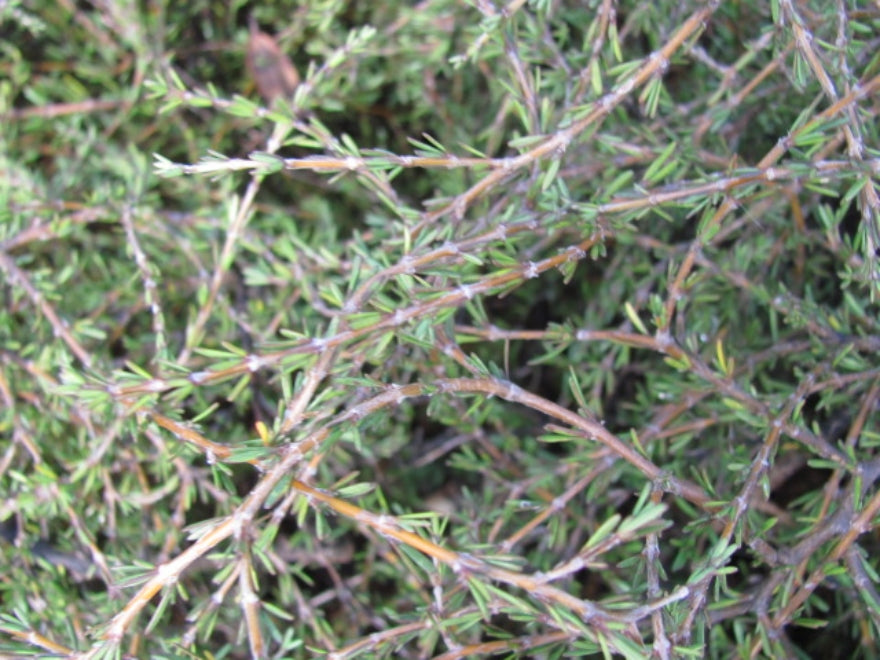 100x Coprosma Brunnea - $2.99 each