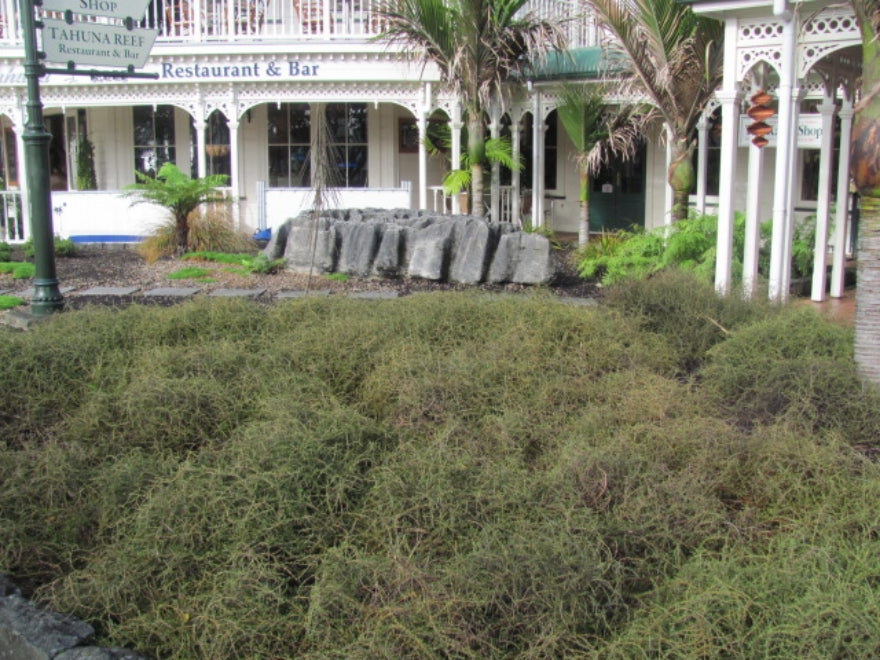 100x Coprosma Brunnea - $2.99 each