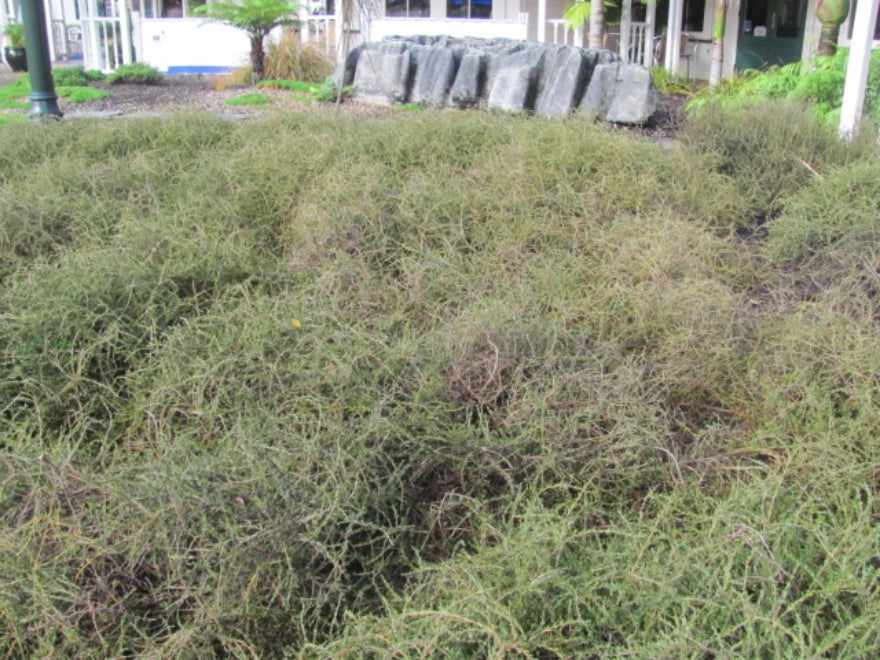 5x Coprosma Brunnea - $2.99 each