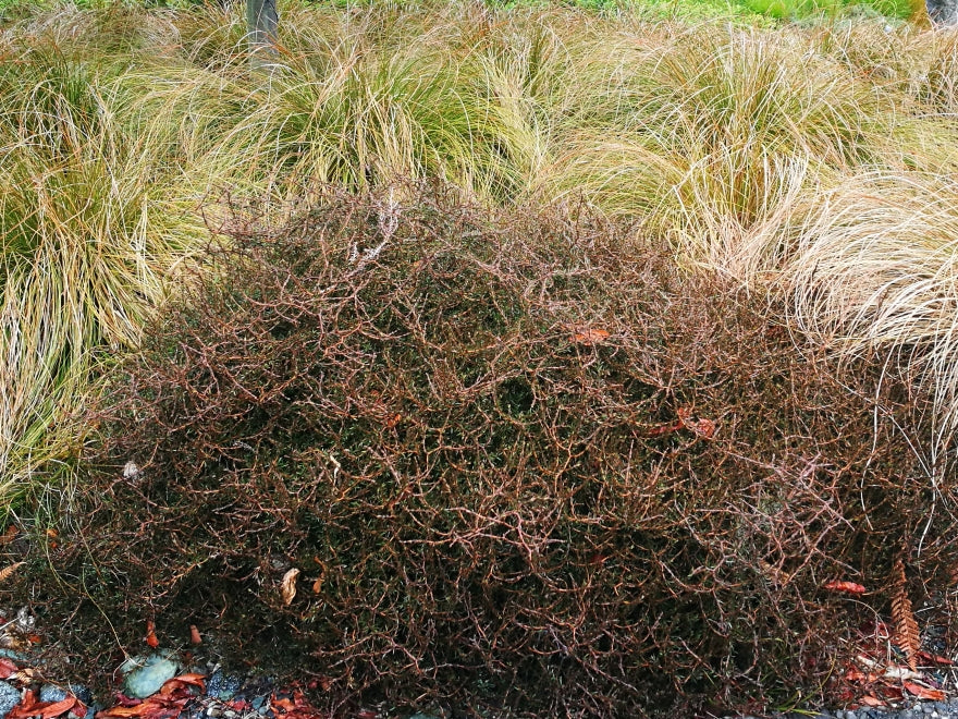 100x Coprosma Brunnea - $2.99 each