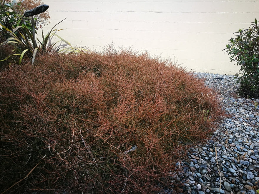 25x Coprosma Brunnea - $2.99 each