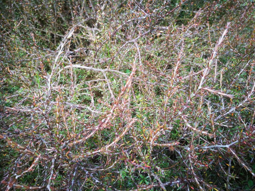 100x Coprosma Brunnea - $2.99 each