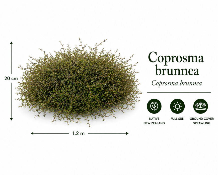 25x Low Growing Native Combo - $4.99 each