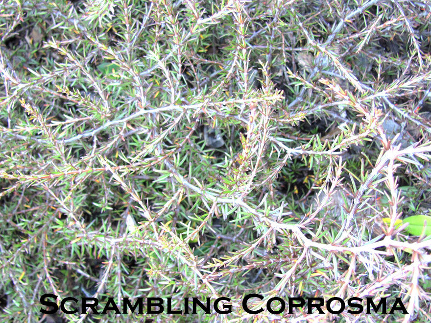 100x Low Growing Native Combo - $3.99 each