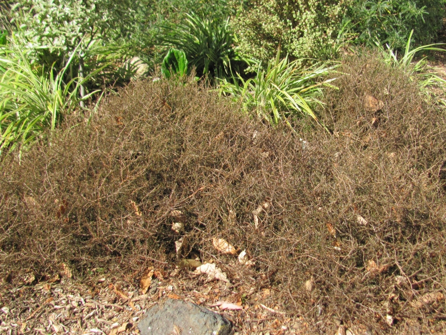 25x Coprosma Brunnea - $2.99 each