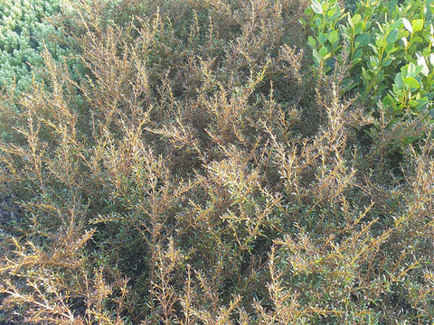 5x Coprosma Copperfield - $5.99 each