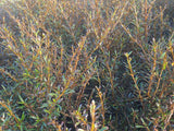 5x Coprosma Copperfield - $5.99 each