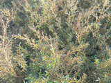 5x Coprosma Copperfield - $5.99 each