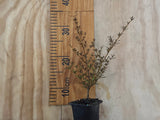 Coprosma Copperfield