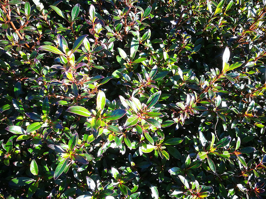 10x Purple Coprosma - 99c Each