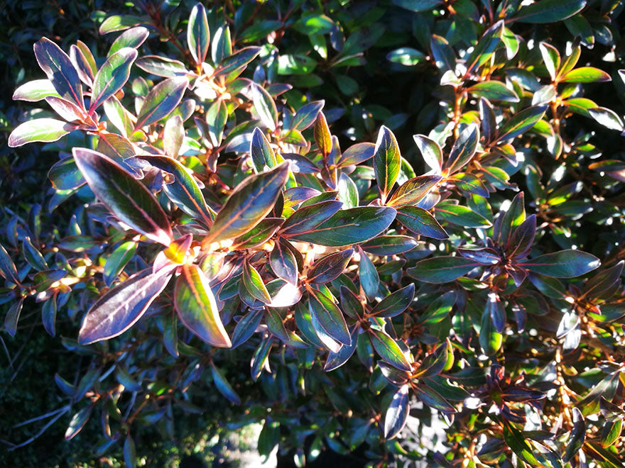 100x Purple Coprosma - $3.99 each