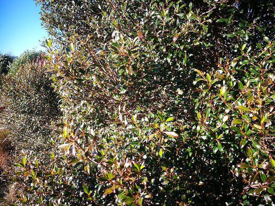 5x Purple Coprosma - $5.99 each
