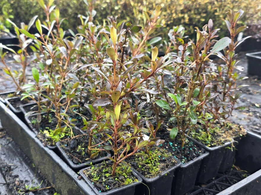 10x Purple Coprosma - 99c Each