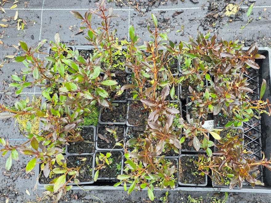 10x Purple Coprosma - 99c Each