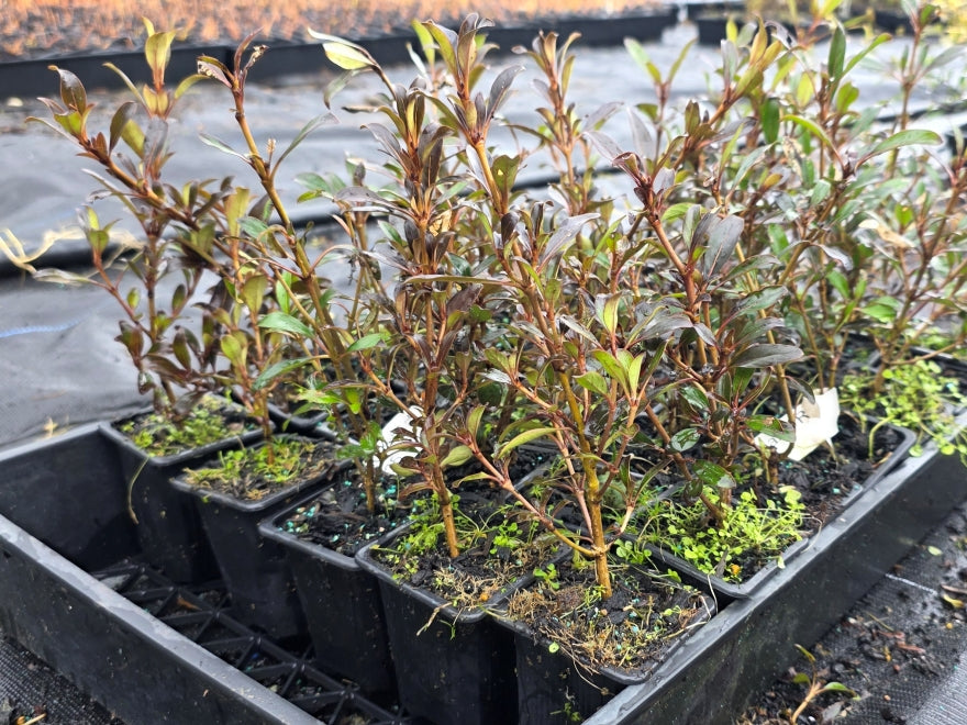 10x Purple Coprosma - 99c Each