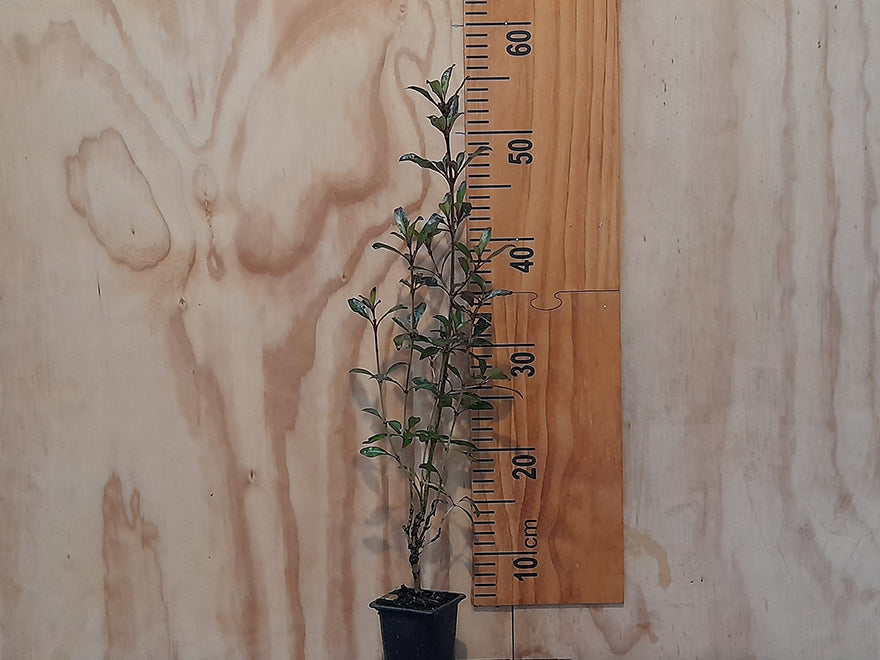 5x Purple Coprosma - $5.99