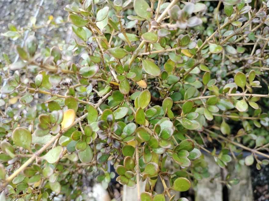 Coprosma Cutie