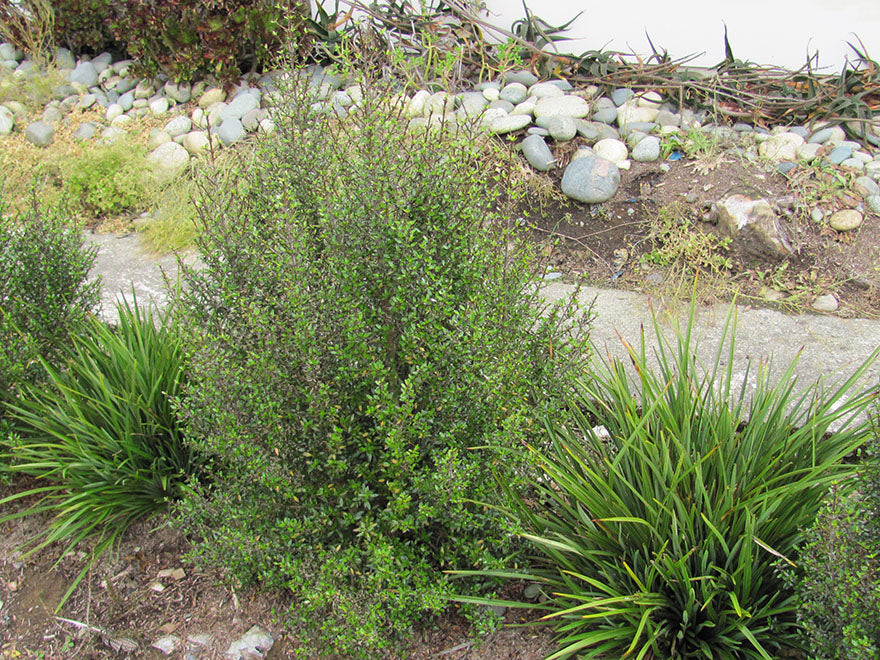 Coprosma Midnight
