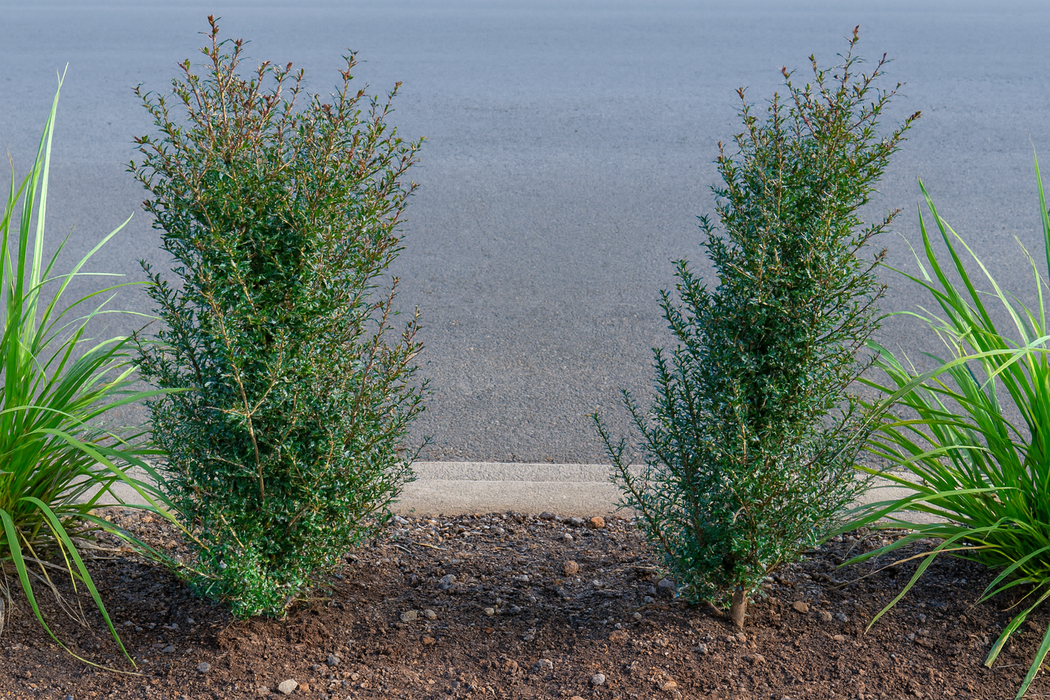 5x Coprosma Dark Spire - $5.99 each