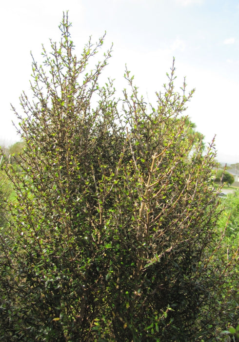 5x Coprosma Dark Spire - $5.99 each