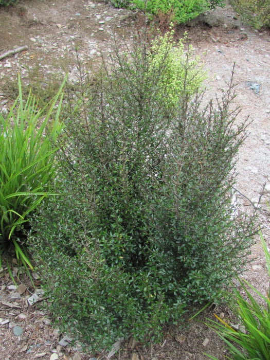 5x Coprosma Dark Spire - $5.99 each