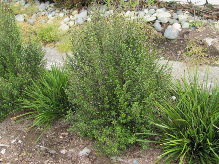 5x Coprosma Dark Spire - $5.99 each