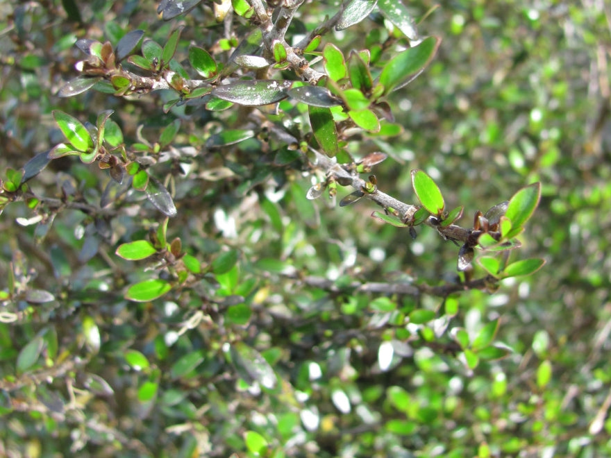 5x Coprosma Dark Spire - $5.99 each