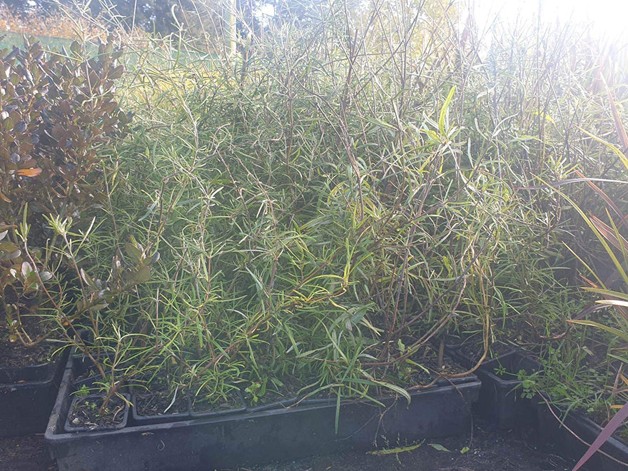 10x Twiggy Tree Daisy - $1.99c each
