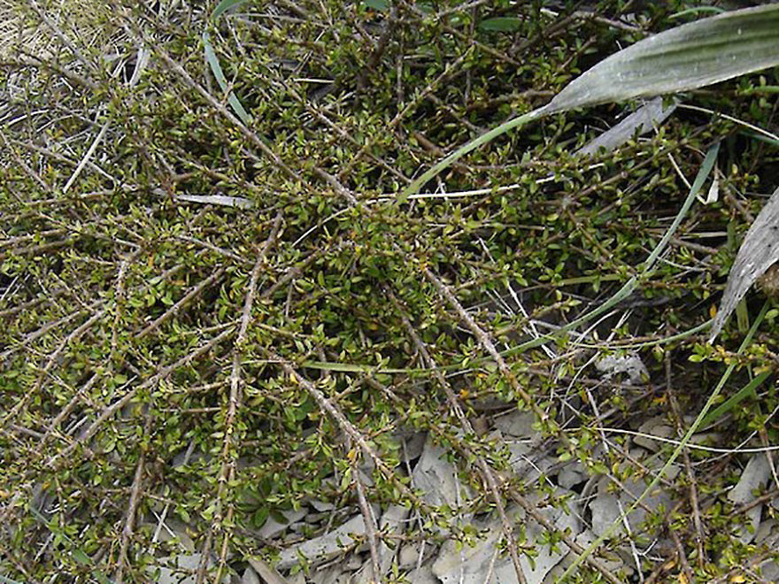 100x Coprosma Depressa - $3.99 each