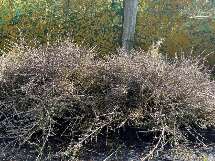 10x Coprosma Depressa - $1.59 each