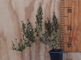 25x Native Groundcover Combo - $4.99 each
