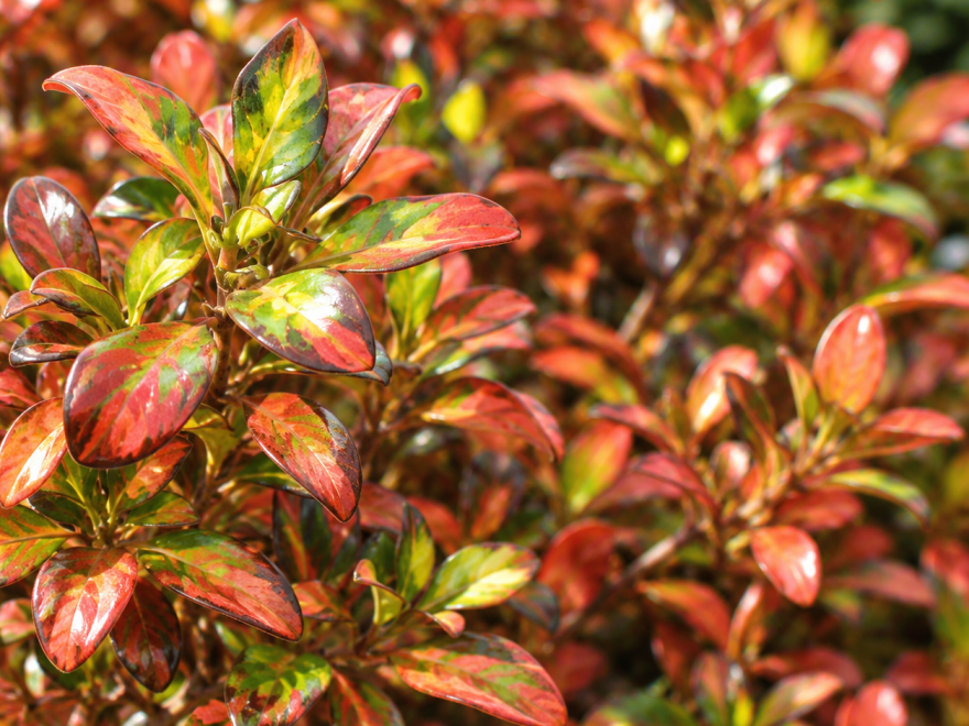 Coprosma Evening Glow