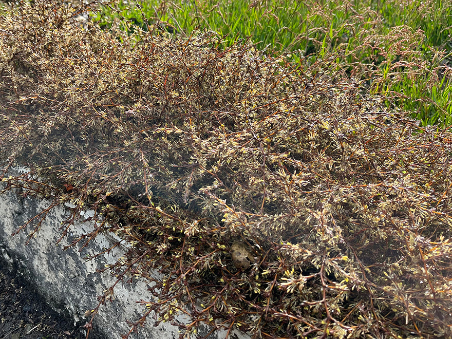 Coprosma Flat Freddy