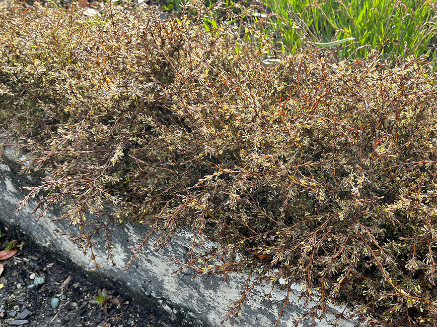 Coprosma Flat Freddy