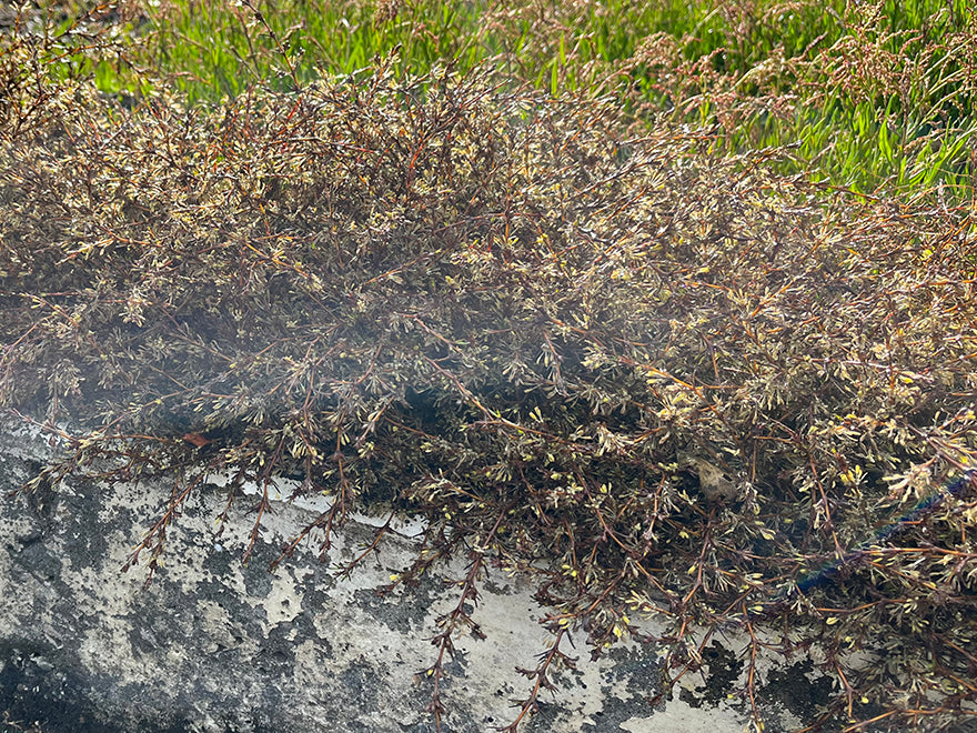 5x Coprosma Flat Freddy - $5.99 each