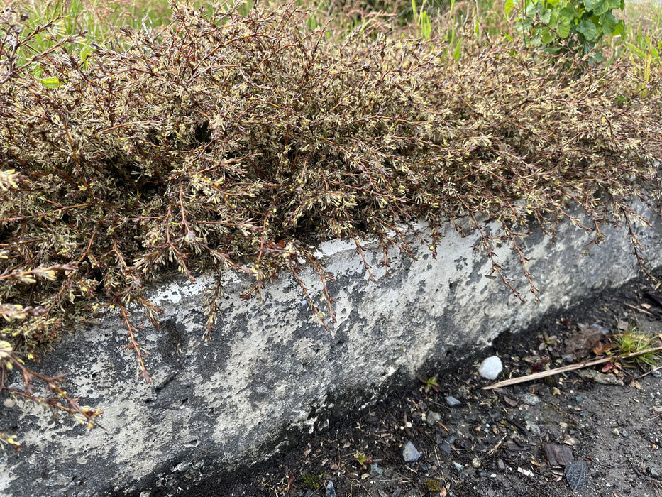 Coprosma Flat Freddy