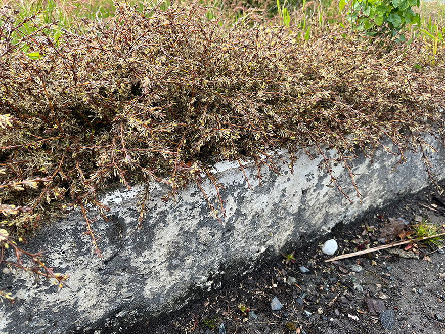 5x Coprosma Flat Freddy - $5.99 each