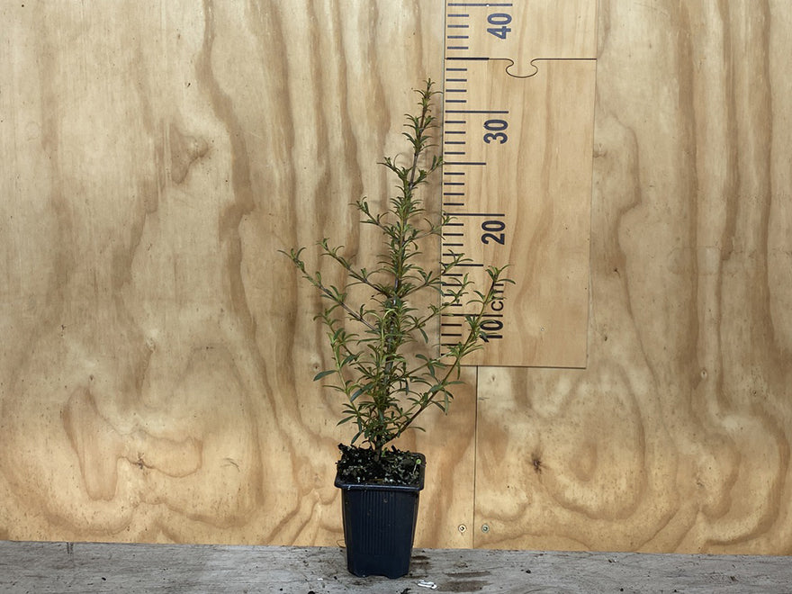 100x Coprosma Greyii - $3.99 each