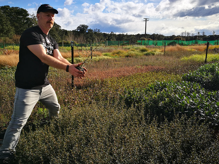 250x Shelter Combo - $3.99 NZ trees & shrubs