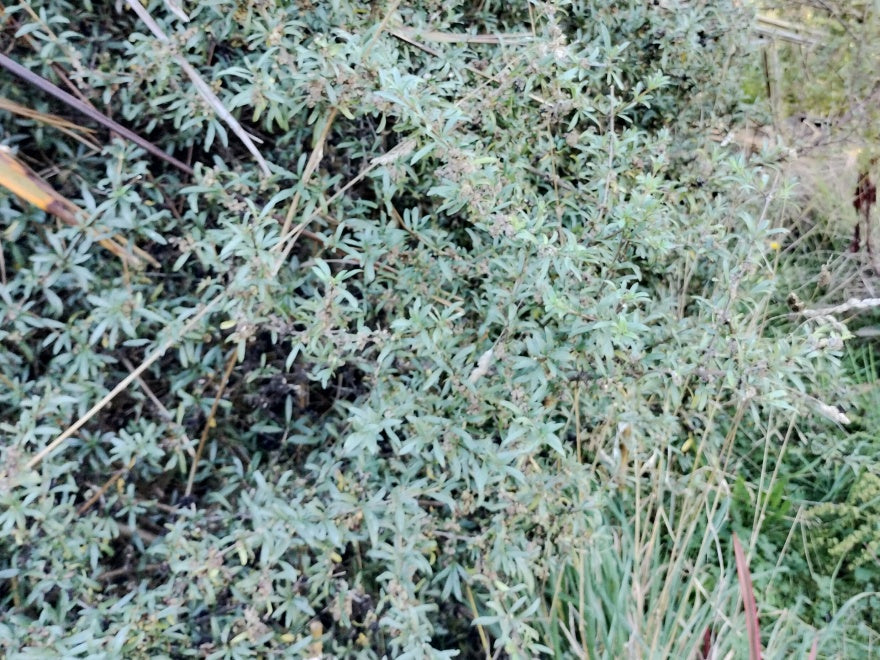 25x Coprosma Greyii - $4.99 each