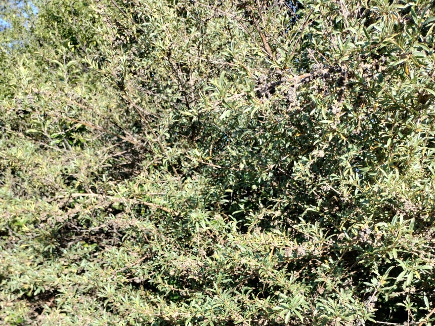 100x Shelter Combo - $3.99 trees & shrubs